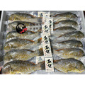 澎湖野生石佬魚【漁獵】邵氏寒鯛｜Penghu Tuskfish_4