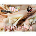 澎湖當季野生爆蛋冰卷【熟凍】｜Squid with Eggs 抱蛋小卷