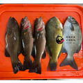 澎湖野生紅鰷【漁獵】近海限定肥美款｜老饕級野生魚 Red Grouper 紅條_4