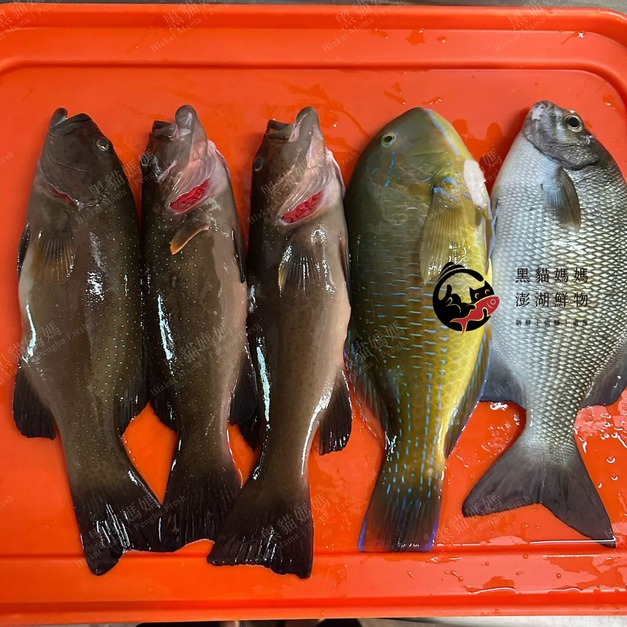 澎湖野生紅鰷【漁獵】近海限定肥美款｜老饕級野生魚 Penghu Red Grouper 紅條