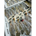 澎湖野生石佬魚【漁獵】近海限定肥美款｜Tuskfish 邵氏寒鯛_7