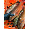 澎湖野生紅鰷【漁獵】近海限定肥美款｜老饕級野生魚 Red Grouper 紅條_5