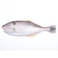 澎湖野生剝皮魚【活處理】公斤級整尾切片｜Wild Filefish