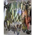 澎湖野生石佬魚【漁獵】近海限定肥美款｜Tuskfish 邵氏寒鯛_4