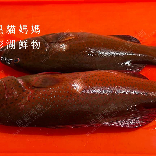 澎湖野生紅鰷【漁獵】近海限定肥美款｜老饕級野生魚 Red Grouper 紅條