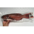 澎湖野生紅鰷【漁獵】近海限定肥美款｜老饕級野生魚 Red Grouper 紅條_6