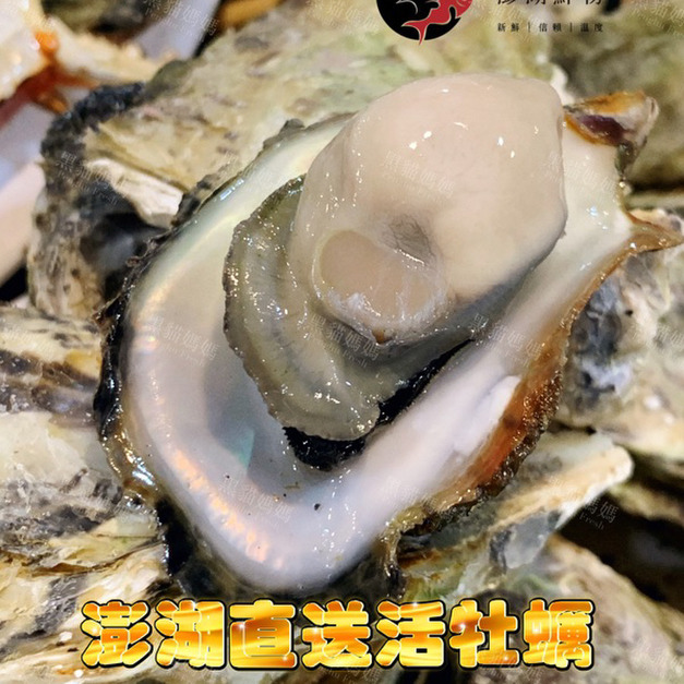 【獨立配送】澎湖當季帶殼活牡蠣｜含運組｜Penghu Oyster