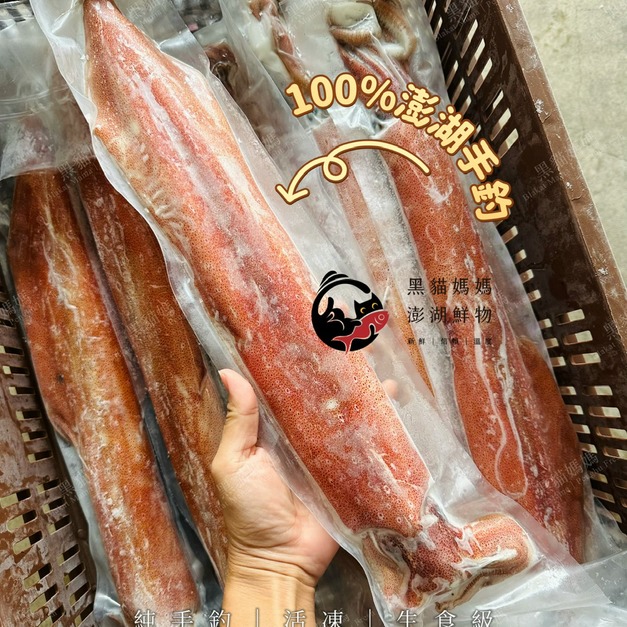 澎湖野生活凍砲管【手釣】生食級 大尺寸｜Line-Caught Neritic Squid
