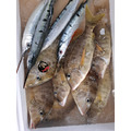 澎湖野生水針【手釣】斑鱵｜Black-barred Halfbeak_6
