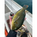 澎湖野生石佬魚【漁獵】近海限定肥美款｜Tuskfish 邵氏寒鯛