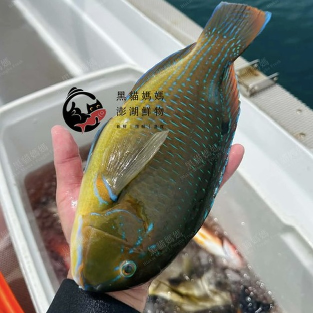 澎湖野生石佬魚【漁獵】近海限定肥美款｜Tuskfish 邵氏寒鯛