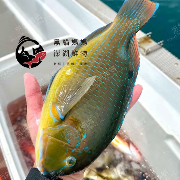 澎湖野生石佬魚【漁獵】近海限定肥美款｜Tuskfish 邵氏寒鯛
