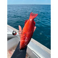 澎湖野生紅鰷【漁獵】近海限定肥美款｜老饕級野生魚 Red Grouper 紅條_2