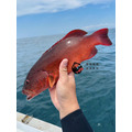 澎湖野生紅鰷【漁獵】近海限定肥美款｜老饕級野生魚 Red Grouper 紅條