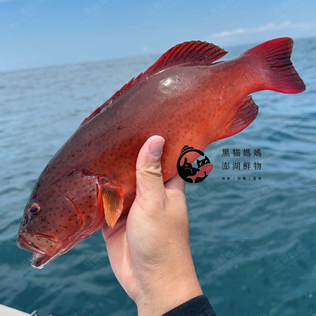 澎湖野生紅鰷【漁獵】近海限定肥美款｜老饕級野生魚 Red Grouper 紅條