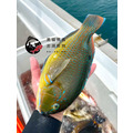 澎湖野生石佬魚【漁獵】近海限定肥美款｜Tuskfish 邵氏寒鯛_13