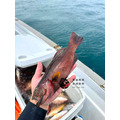 澎湖野生紅鰷【漁獵】近海限定肥美款｜老饕級野生魚 Red Grouper 紅條_1