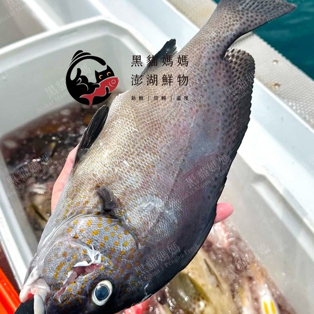 澎湖野生加志魚（日本天皇魚）｜Sweetlips/ Grunts