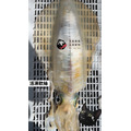 澎湖野生活凍軟絲【手釣】生食級｜Line-Caught Squid_8