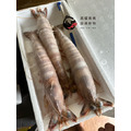 澎湖野生大明蝦｜Wild Giant Tiger Prawn 澎湖大蝦_6