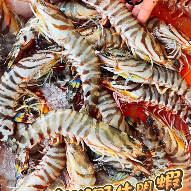 澎湖野生大明蝦｜Wild Giant Tiger Prawn 澎湖大蝦