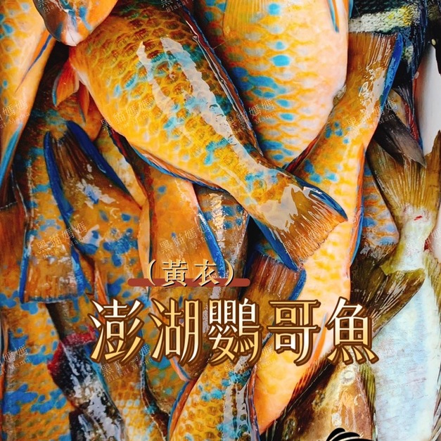 澎湖野生鸚哥魚【漁獵】黃衣｜Parrotfish