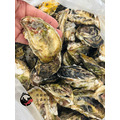 【獨立配送】澎湖當季帶殼活牡蠣｜含運組｜Penghu Oyster_2