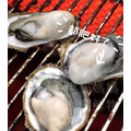 【獨立配送】澎湖當季帶殼活牡蠣｜含運組｜Penghu Oyster_10