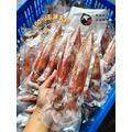 澎湖野生中卷【手釣】｜Neritic Squid 生食級（小管／透抽）