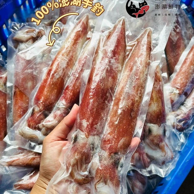 澎湖野生中卷【手釣】｜Neritic Squid 生食級（小管／透抽）
