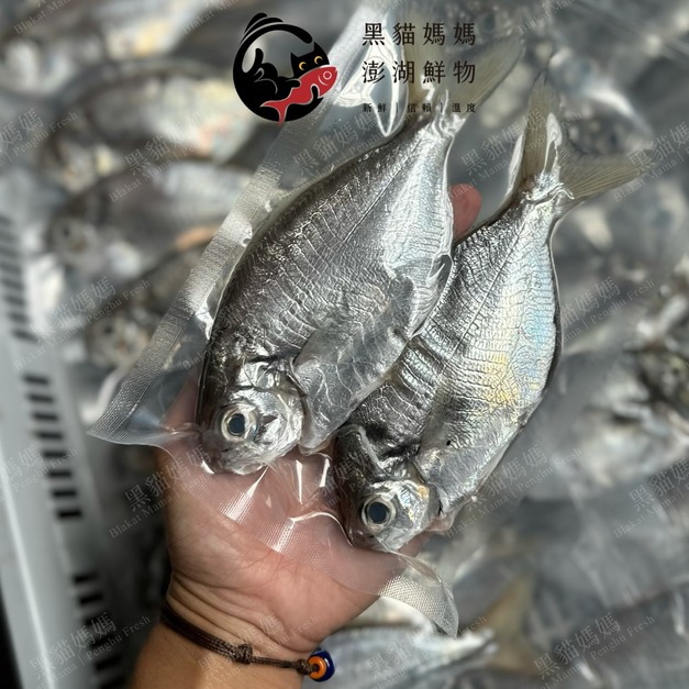澎湖野生肉魚｜Pacific Rudderfish 肉鯽仔