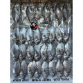 澎湖野生肉魚｜Pacific Rudderfish 肉鯽仔_3