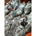 澎湖野生肉魚｜Pacific Rudderfish 肉鯽仔_2