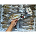 澎湖野生黃雞魚【手釣】（三線磯鱸）｜Wild Chicken Grunt_1