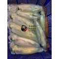 澎湖野生活凍軟絲【手釣】生食級｜Line-Caught Squid_2