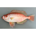 澎湖野生紅目鰱（大尺寸）｜Penghu Red Bigeye Fish 紅目孔_2