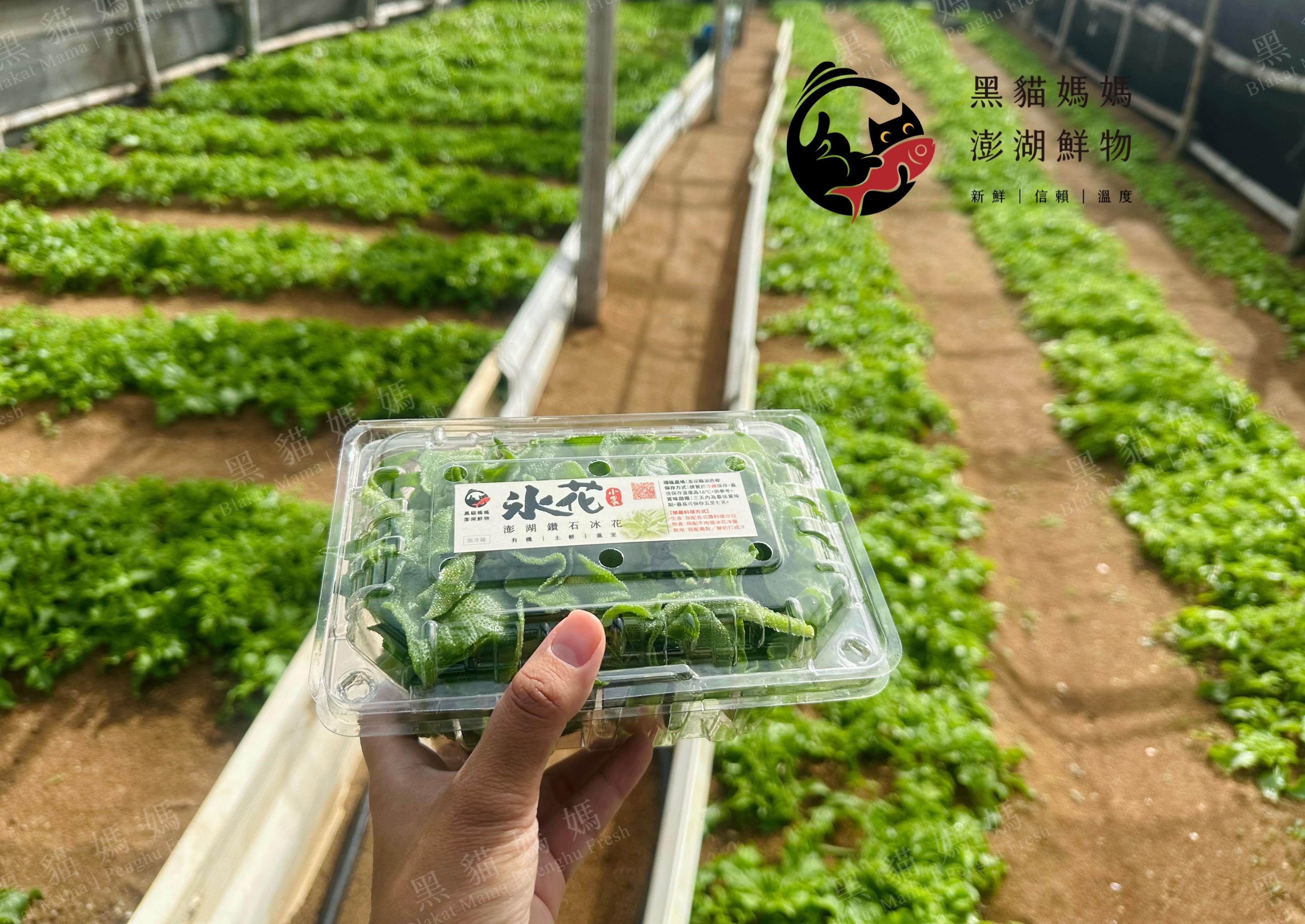 澎湖冰花完整指南：產地、吃法與冷藏宅配必知