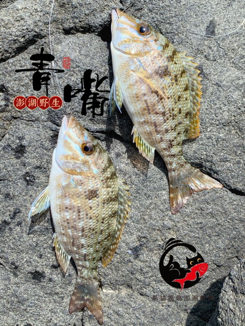 澎湖野生青嘴龍占 Sand Snapper