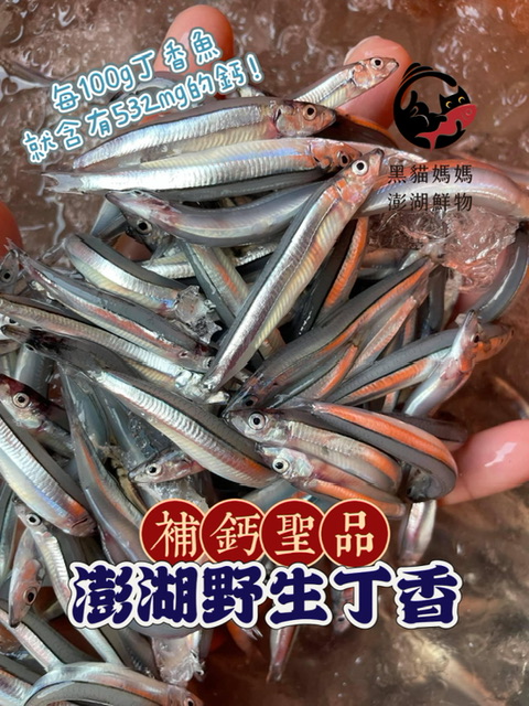 澎湖當季生鮮丁香魚｜Clove Fish