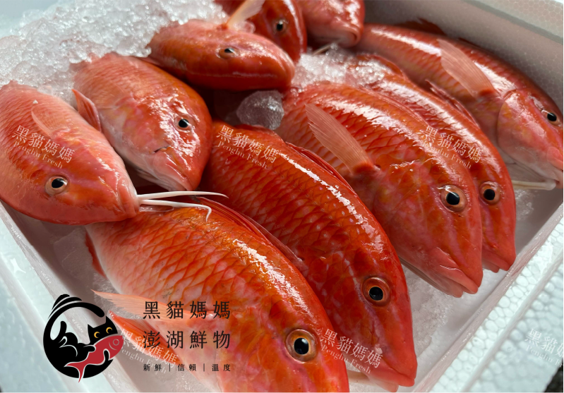 秋姑魚是什麼？為什麼被叫龍蝦肉？澎湖手釣秋姑魚料理與口感一次看懂