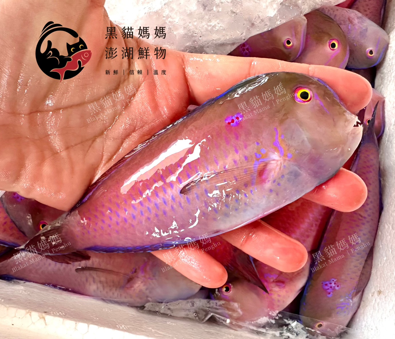 澎湖野生紅新娘【手釣】薔薇項鰭魚｜Penghu Red Bride Fish (Iniistius verrens)
