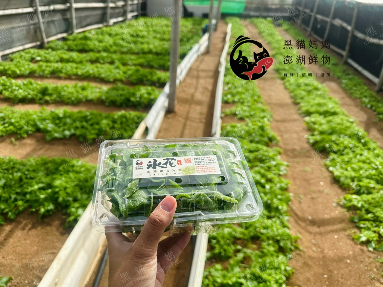 澎湖冰花（鑽石冰花）｜冬季限定蔬菜・下單後採收・冷藏獨立配送