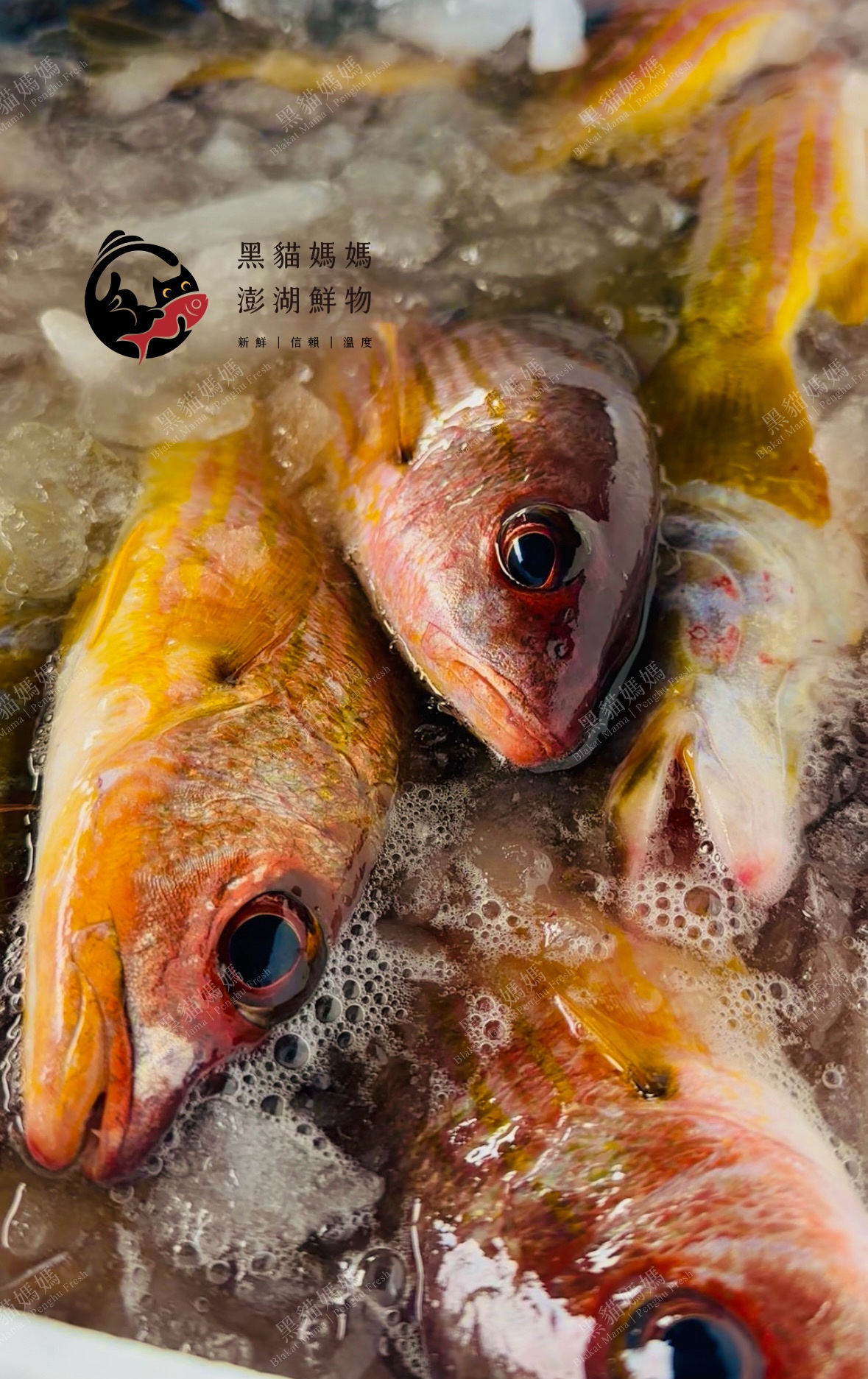 澎湖野生火斑笛鯛【手釣】（黃雞母）｜Penghu Line-Caught Snapper