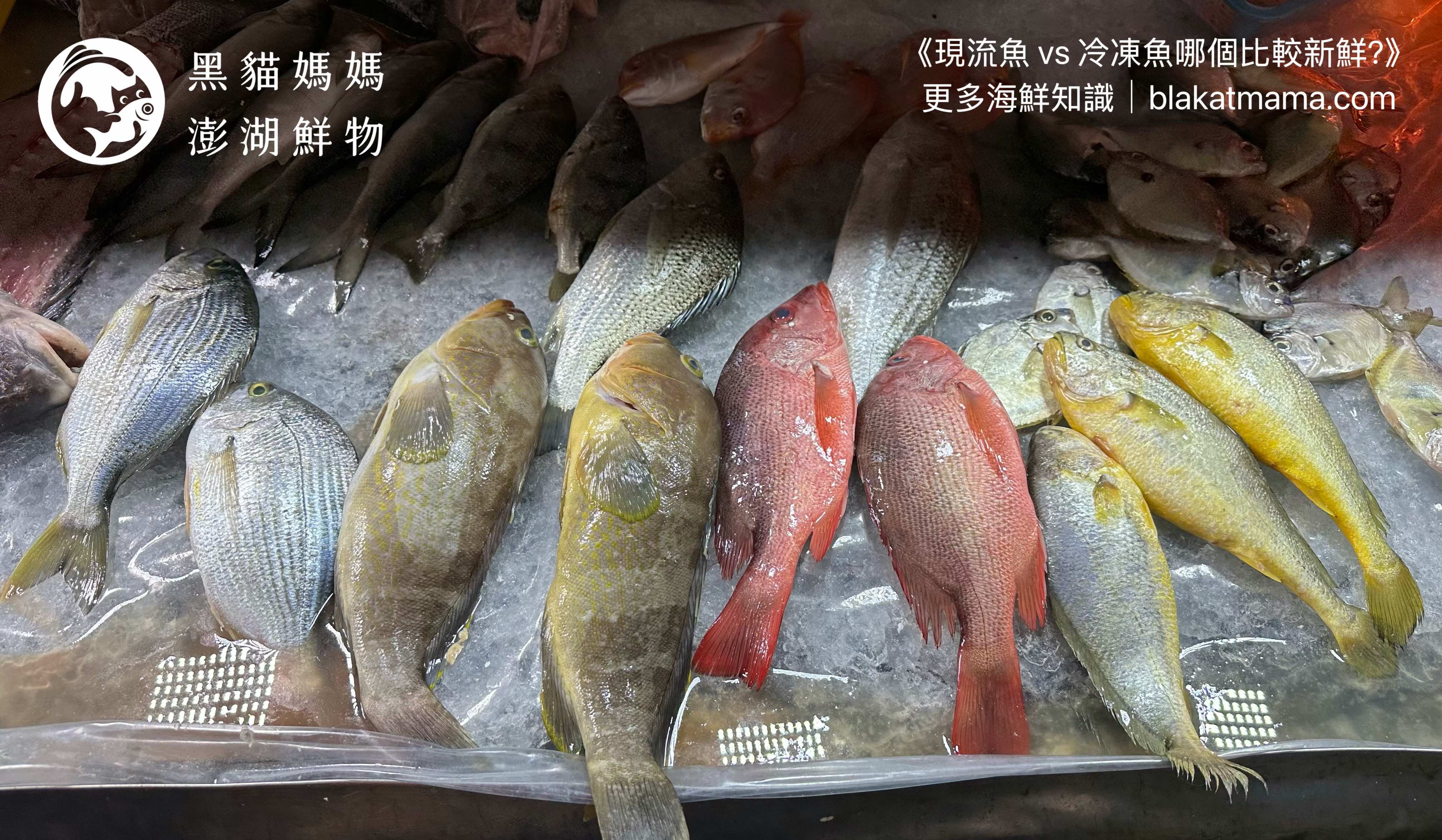 現流魚 vs 冷凍魚｜哪個比較新鮮？很多人其實搞錯了