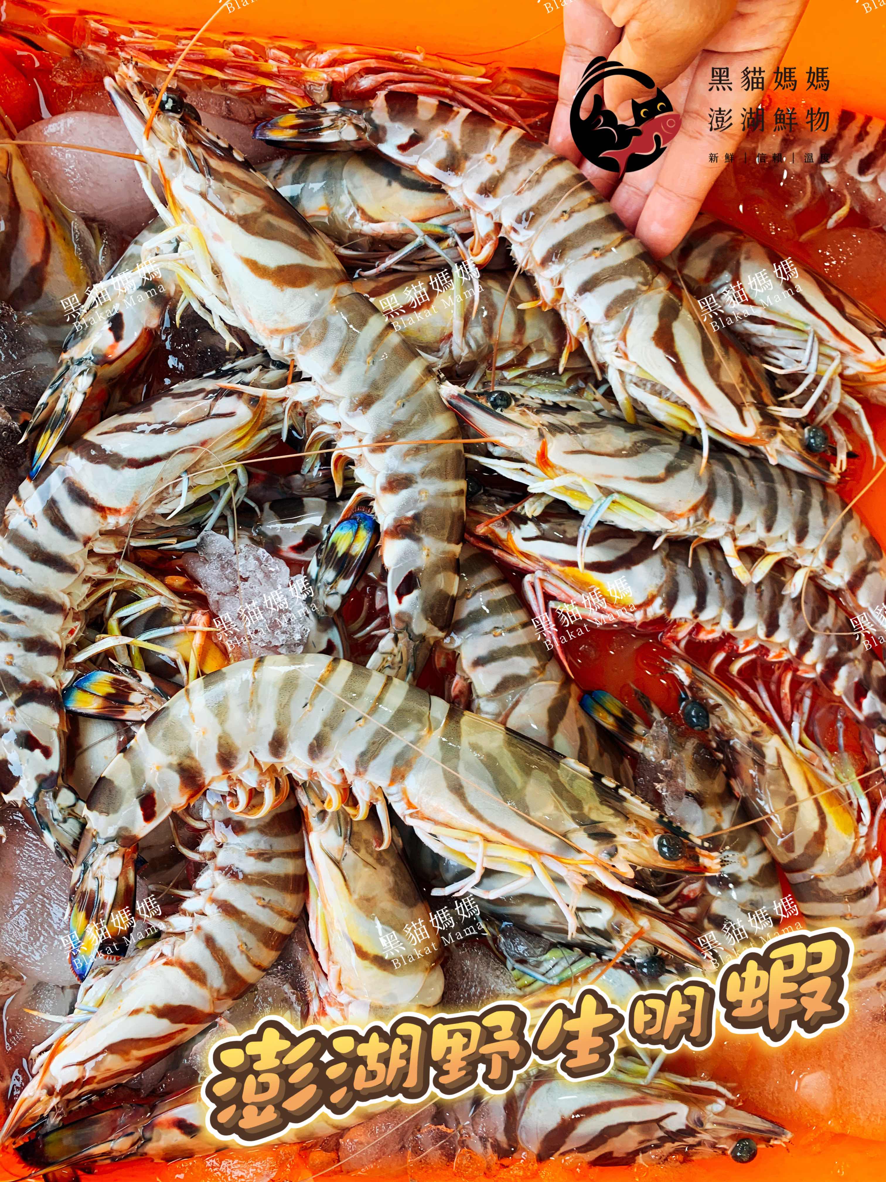 澎湖野生大明蝦｜Wild Giant Tiger Prawn 澎湖大蝦