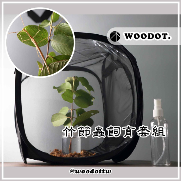 【竹節蟲飼養套組】