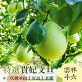 【預購9/1出貨】雲林斗六 2026年極品老饕精選文旦_貴妃柚 5斤裝
