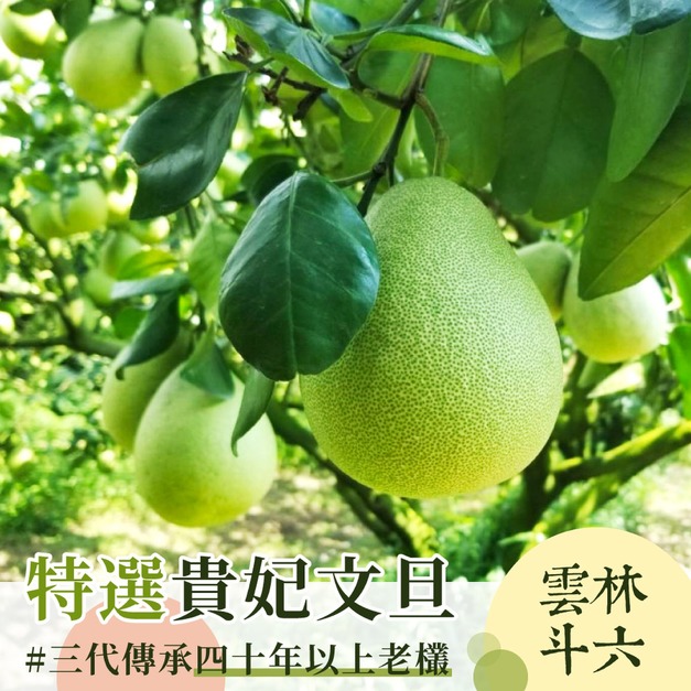 【預購9/1出貨】雲林斗六 2026年極品老饕精選文旦_貴妃柚 5斤裝