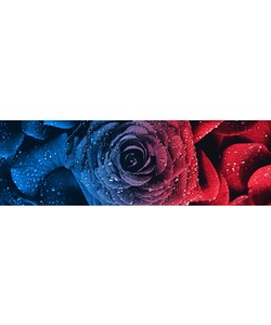 Elasti時尚運動毛巾（神祕玫瑰）97X25CM