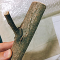 迷你樹枝原木掛勾_1